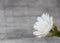 White Echinopsis cactus flower