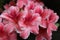 White edge framed pink azalea flowers in full bloom