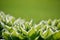 White edged hostas