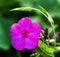 White-edged the morning glory; a trumpet flower