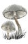 White edible mushrooms id two stages of development