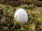 White egg among the plants in the garden in early spring