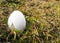 White egg among the plants in the garden in early spring