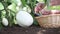 White eggplants, hands put basket in the vegetable garden