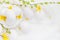 White eggs white background forsythia flowers green twigs