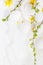 White eggs white background forsythia flowers green twigs