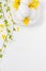 White eggs white background forsythia flowers green twigs