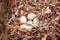 White eggs of wild duck lying in nest in forest. Wildlife bird habitat and new life. Home for the fresh newborn chicken. Seasonal
