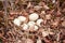 White eggs of wild duck lying in nest in forest. Wildlife bird habitat and new life. Home for the fresh newborn chicken. Seasonal
