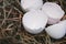 White eggshell in wooden box on straw, selective focus