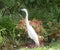 White Egret