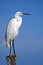 White egret.