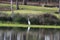 A White Egret on the banks of the pond in North Augusta