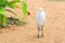 White egret on the beach