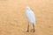 White egret on the beach