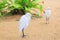White egret on the beach