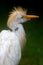 White Egret Bird