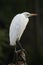 White Egret Bird