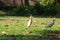 White egret bird posing for a shot