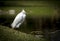 White Egret Bird standing on one leg having a bad hair day