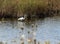 White Egret Bird Wading body of water at National Refuge