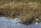 White Egret Bird Wading body of water at National Refuge