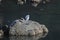 White egret bird, water on shore, hong kong