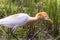 White egret birds (egretta garzetta) are standing in a watery paddy field looking for food,