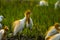 White egret birds (egretta garzetta) are standing in a watery paddy field looking for food,