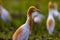 White egret birds (egretta garzetta) are standing in a watery paddy field looking for food,