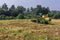 White Egret birds and John Deere pick thresher, Hunumanahalli, Karnataka, India