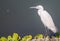 White egret Birds outdoor