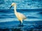 White Egret in Blue Surf