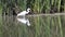 White Egret Catching And Eating Among Reeds