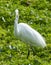 A white egret catching lizards