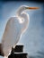 White Egret on Dock