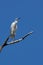 White Egret - Egretta garzetta - blue sky in background - Danube Delta, landmark attraction in Romania