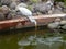 White Egret feeding in pond