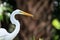 White egret finds food