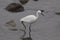 White egret fishing