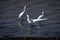 White Egret Fishing Expedition