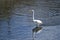 A white egret flapping its wings in a stream.