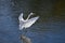 A white egret flapping its wings in a stream.