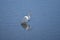 A white egret flapping its wings in a stream.