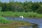 White Egret flies over Wetland Scene with Natural Flora and Fauna