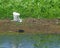 White Egret flies over Wetland Scene with Water and Natural Flora a