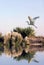 White Egret In Flight