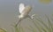 White Egret In-Flight Across the Marshland