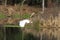 A white egret fliyng over the pond