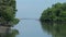 White egret fly at the mangrove swamp